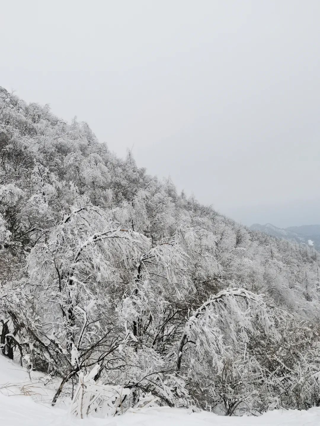 雪媚大熊山 南山雅士