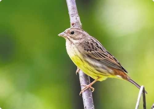 《重庆鸟类名录8.0》正式发布 重庆的天空多了8种鸟