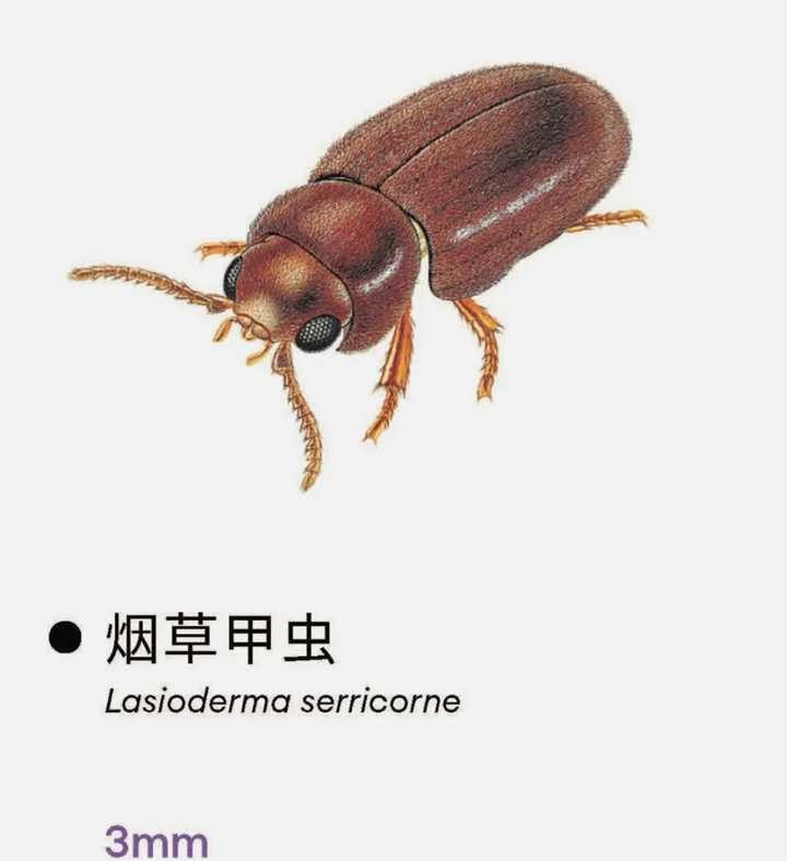 这几天床上总是出现会飞的硬壳小虫,如何消杀?