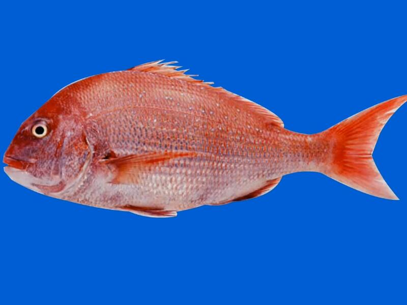 红鲷鱼高端胶原蛋白肽的神奇健康研究