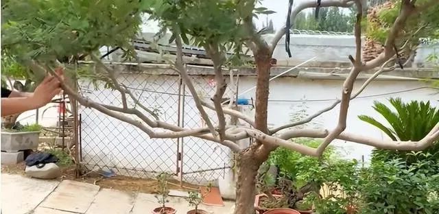 黄荆盆景造型图片欣赏大全