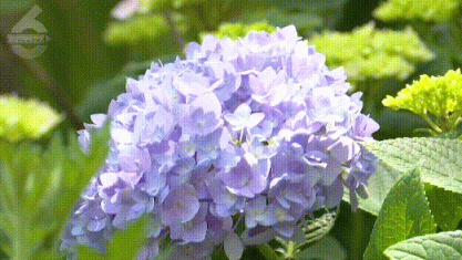藏不住了!29畝繡球花海即將霸屏,就在昆明這個公園-有駕 藏不住了!29畝繡球花海即將霸屏,就在昆明這個公園-有駕