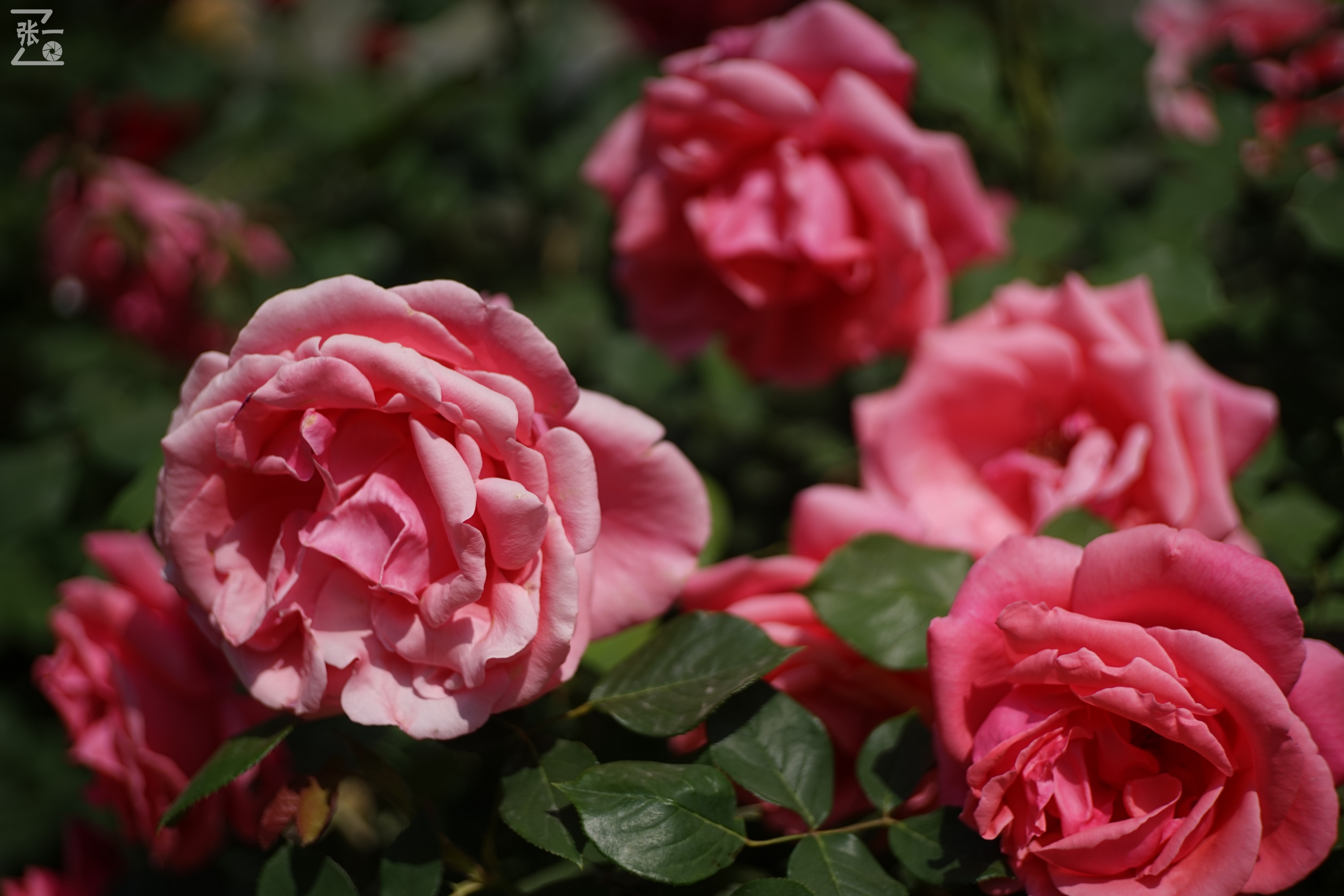 老镜头拍北京:中国熊猫58/2镜头实拍月季,北京的市花之一!