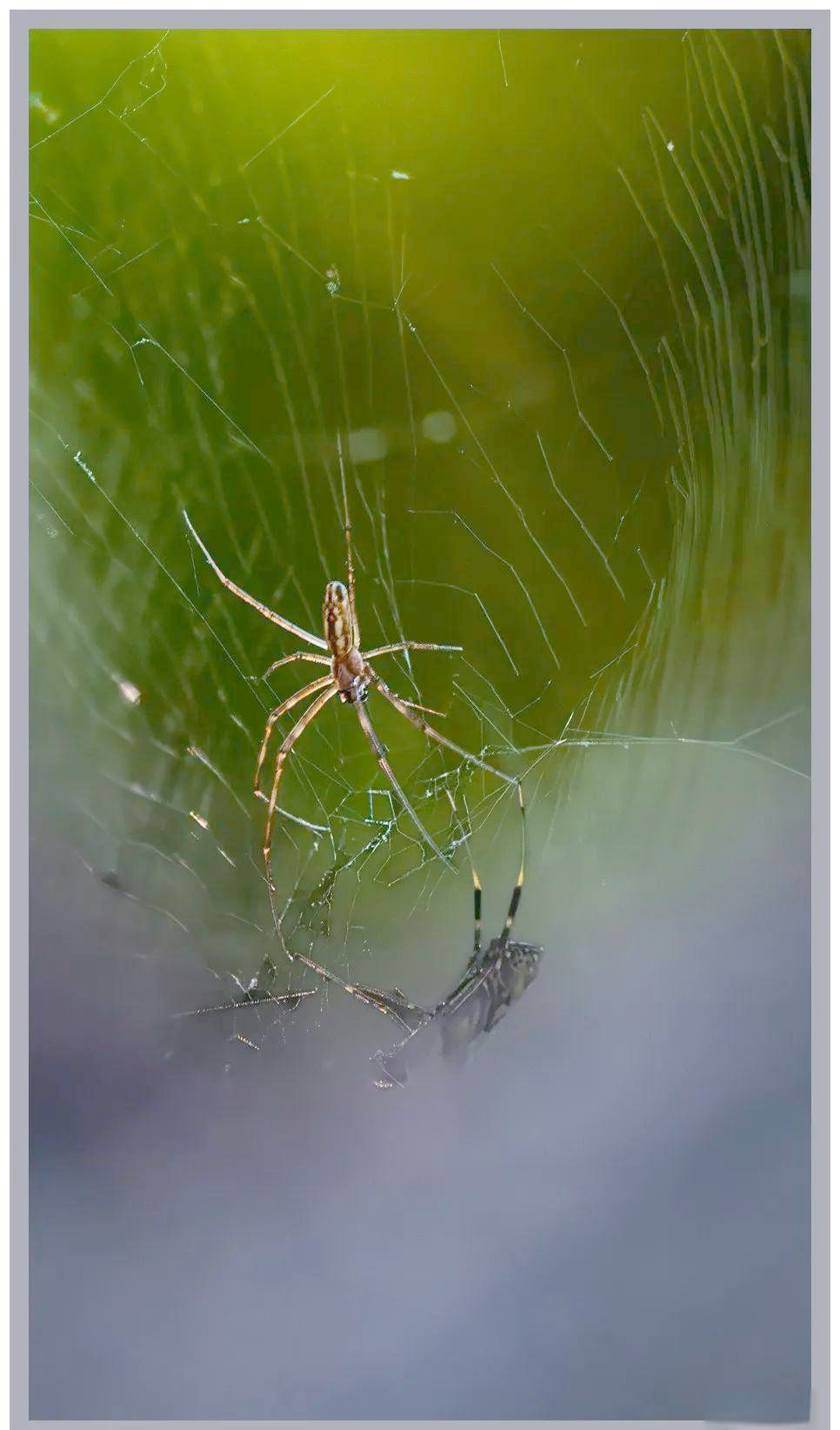 蜘蛛:节肢动物的多样性与重要性