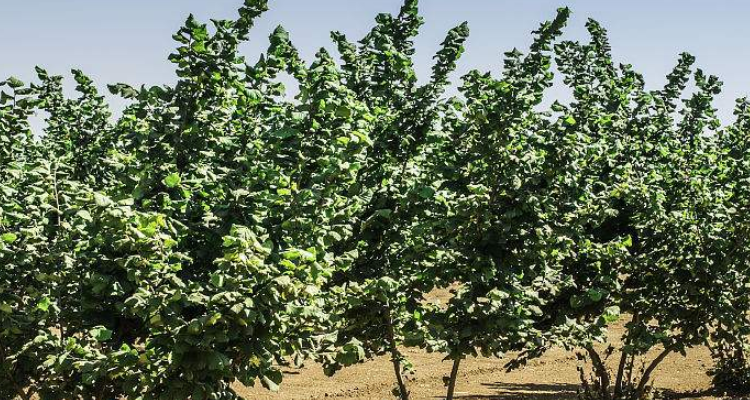 榛子树长什么样