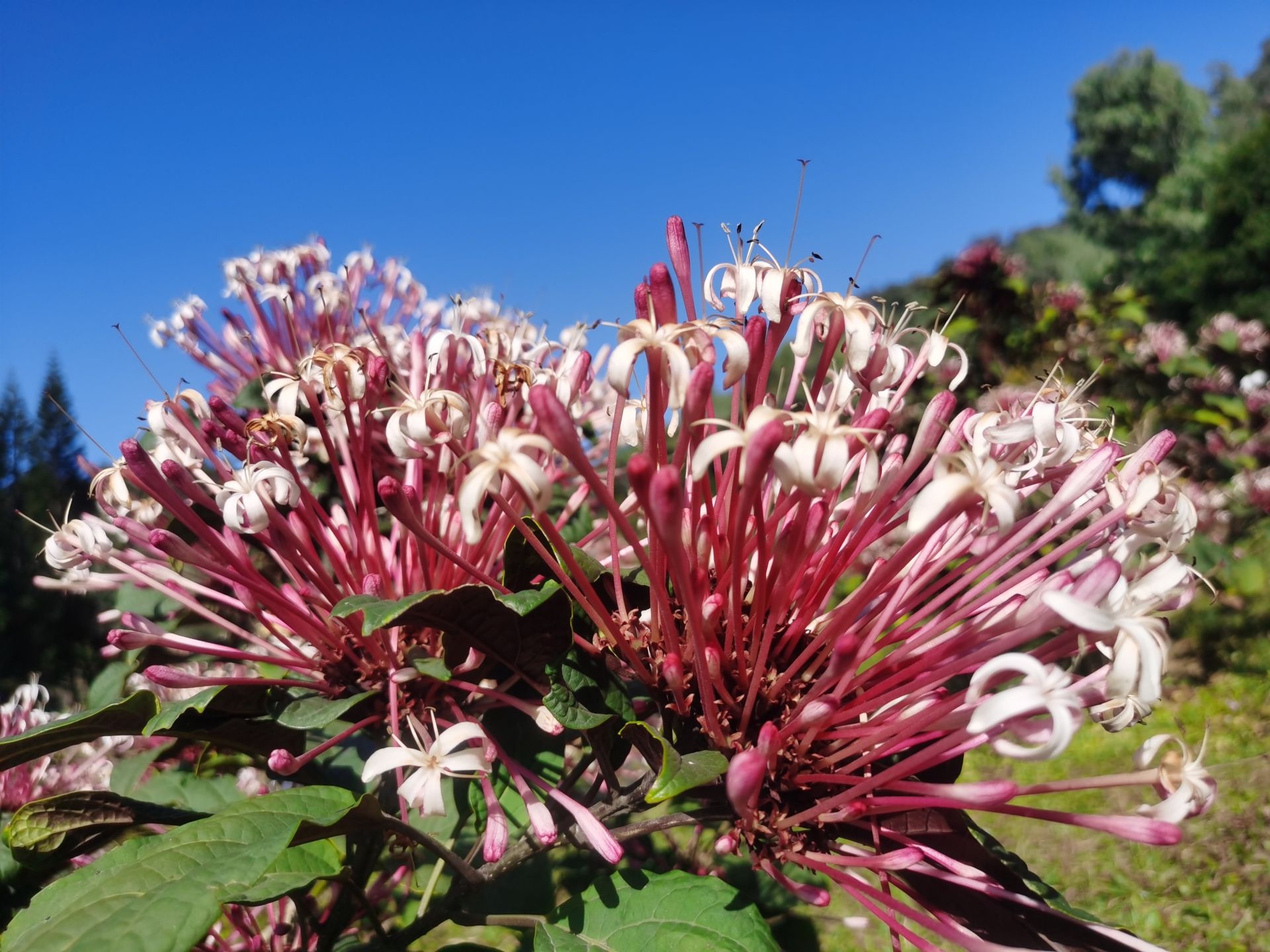 深圳莲花山烟火树花开,热情绽放