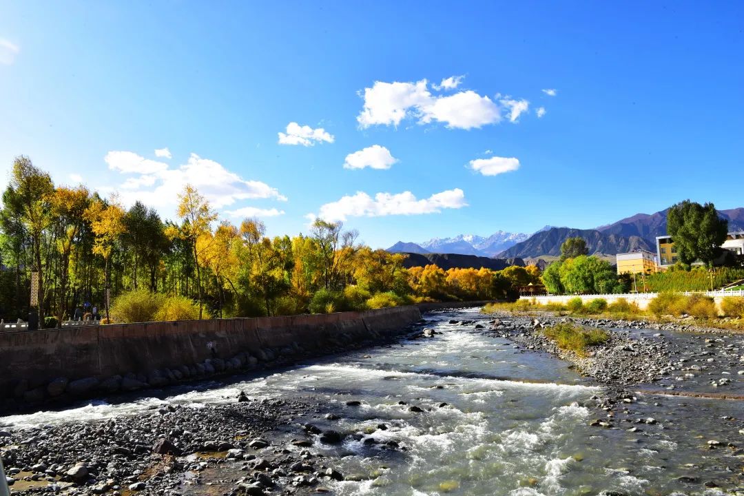 肃南美景 | 甘肃肃南:深秋那片桦树林惊艳了这个秋天