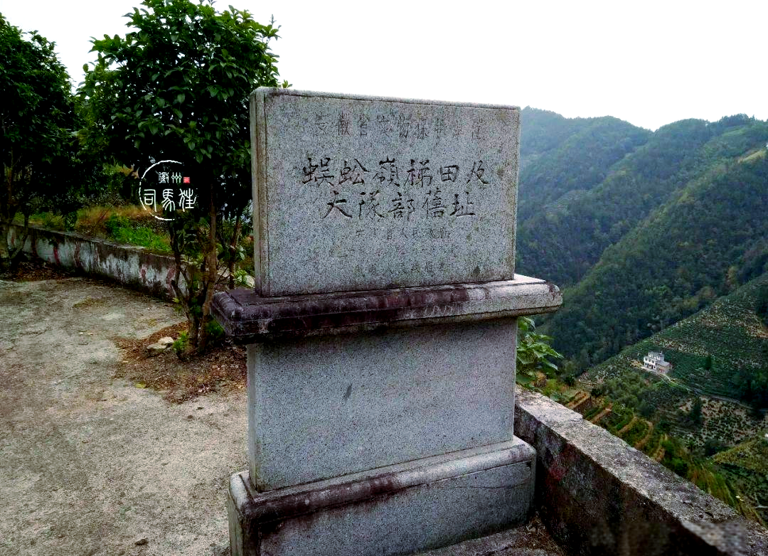 从梯田到白茶:蜈蚣岭的百年传承之路