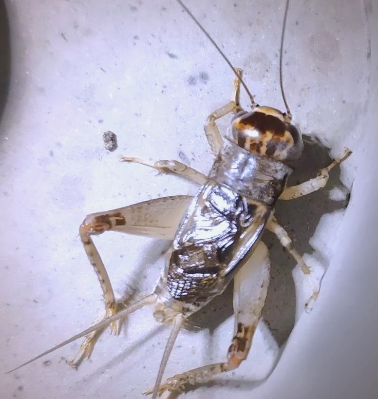 黄虫类的特征与捕捉技巧全解析