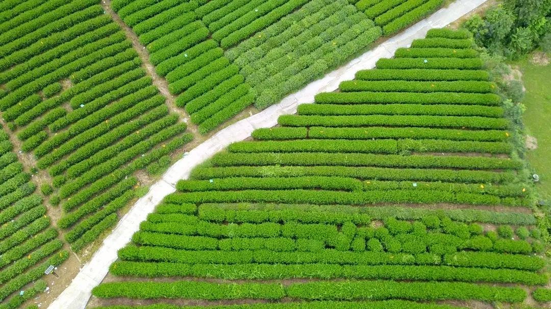 双灵村:美丽乡村添新景,茶山迎来"幸福路"