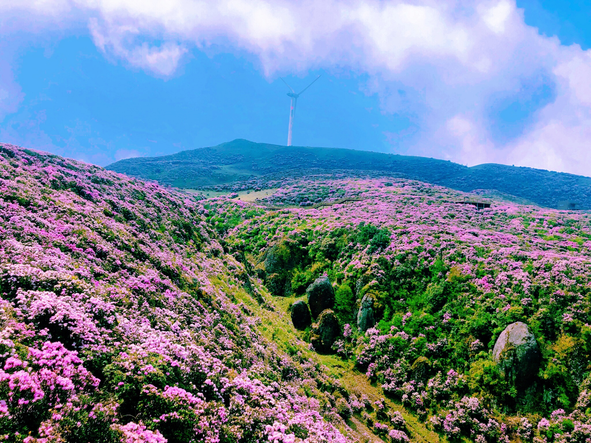 春游好时节 醉美是贵州|盘州乌蒙大草原万亩杜鹃花海迎来最佳观赏期