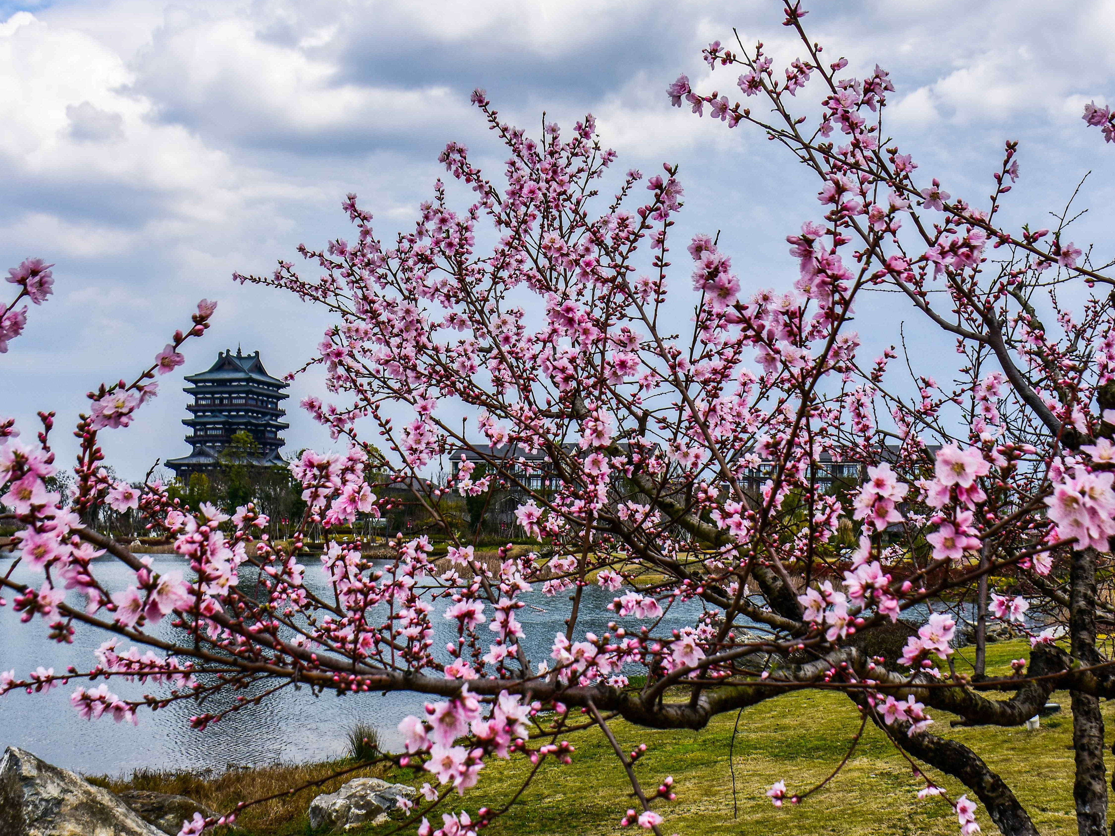 龙泉驿桃花故里风景区图片