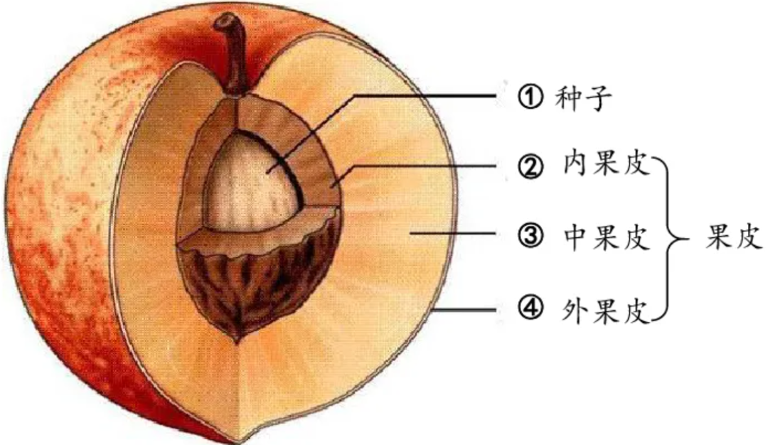 瓜子的结构示意图图片