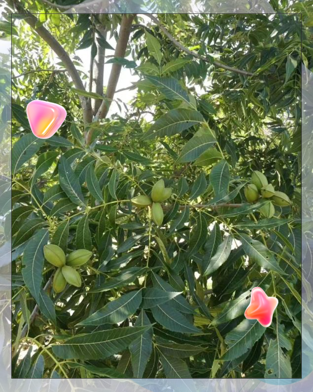 高品质坚果碧根果种植指南:投资与收益概览