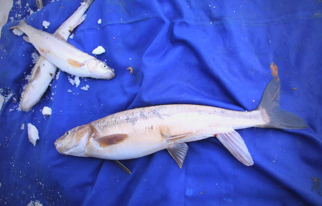 青海各地湟鱼多样,你了解多少?