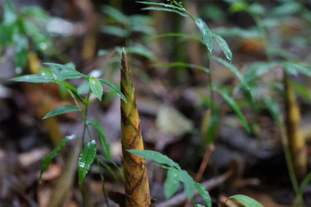 走基层 看振兴丨西盟县:刺竹"节节高" 丰收"喜洋洋"