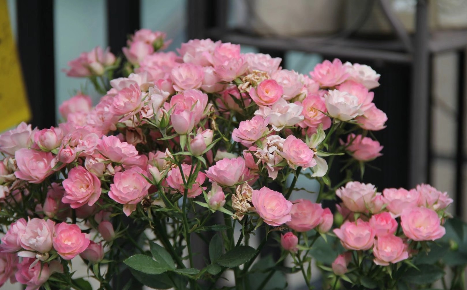 阳台党爱养的微月—繁星,颜值高,花期长,种植容易,新手也能养