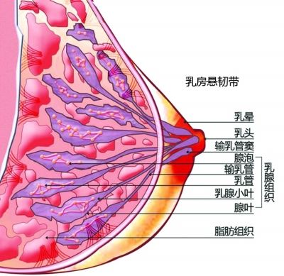 胸部越大越容易得乳腺癌?关于乳腺癌的秘密