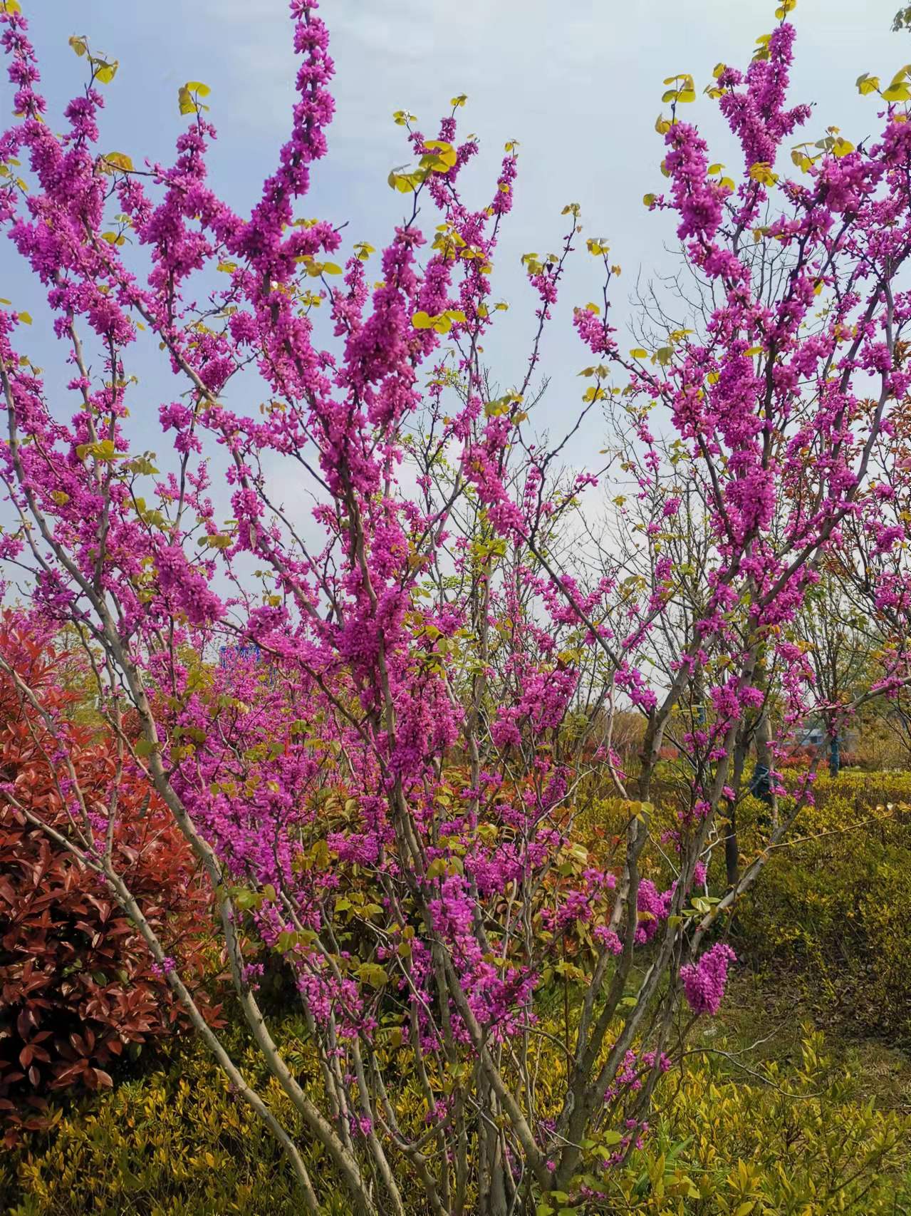 安九公路春日即景