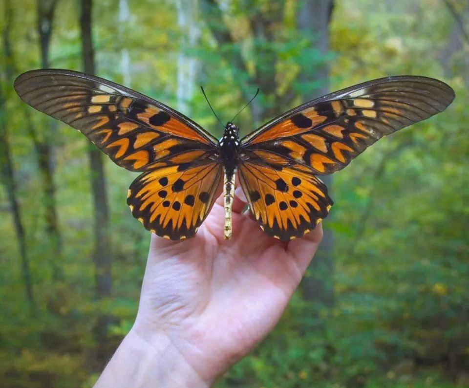 世界上具有毒性的蝴蝶有哪些?