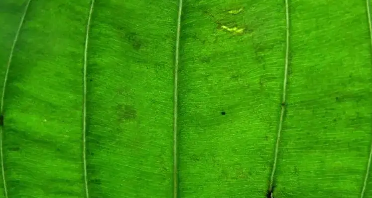 银杏叶的脉序是什么