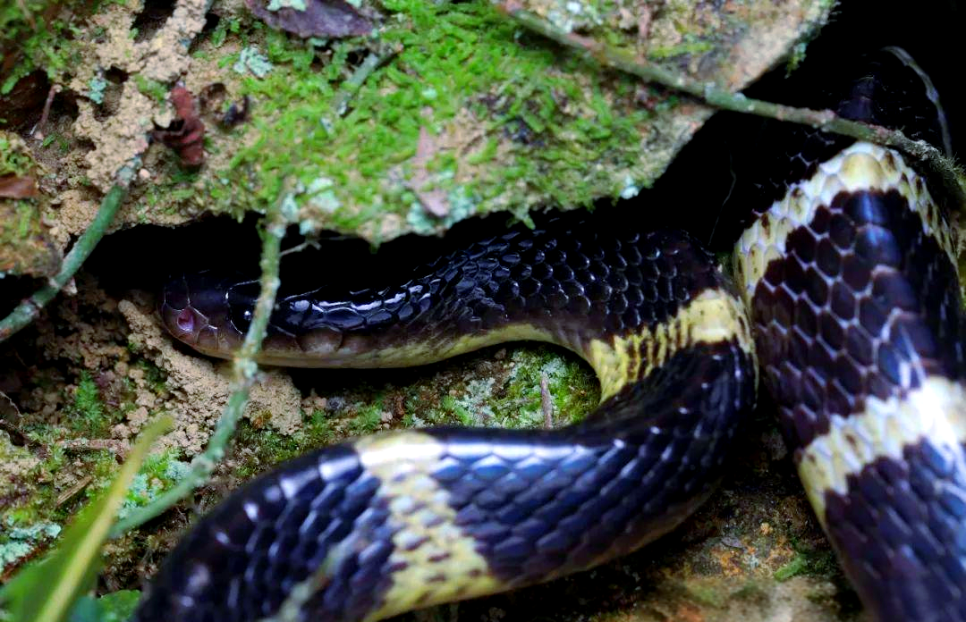 这种黑白斑纹蛇在香港相当常见,被人们亲切地称为"标准的斑马线"