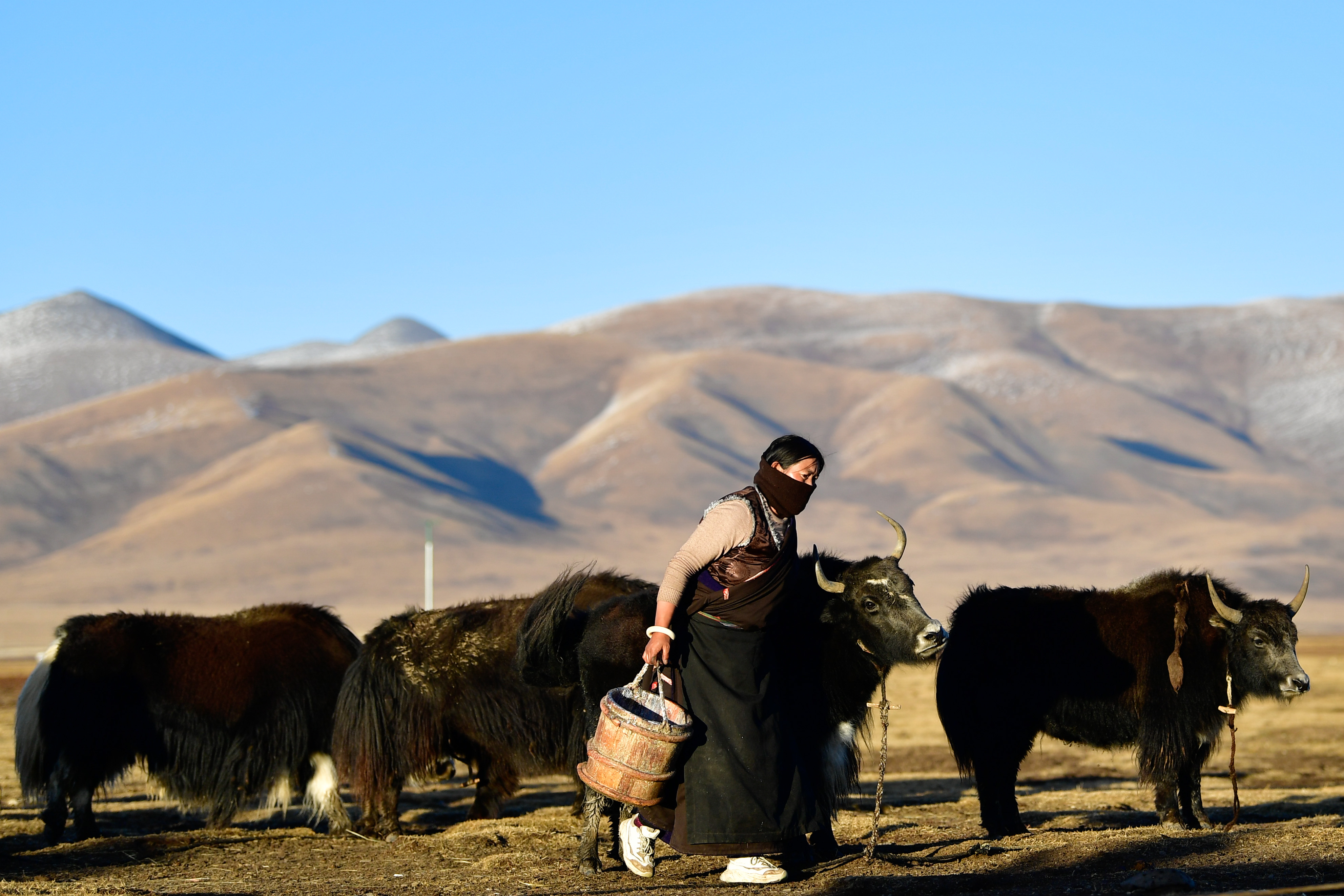古老畜牧业重焕生机——青海玉树牦牛产业观察(2)