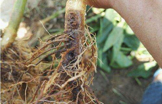 黄瓜根腐病防治 - 2020年最新商品信息聚合专区 - 百度爱采购