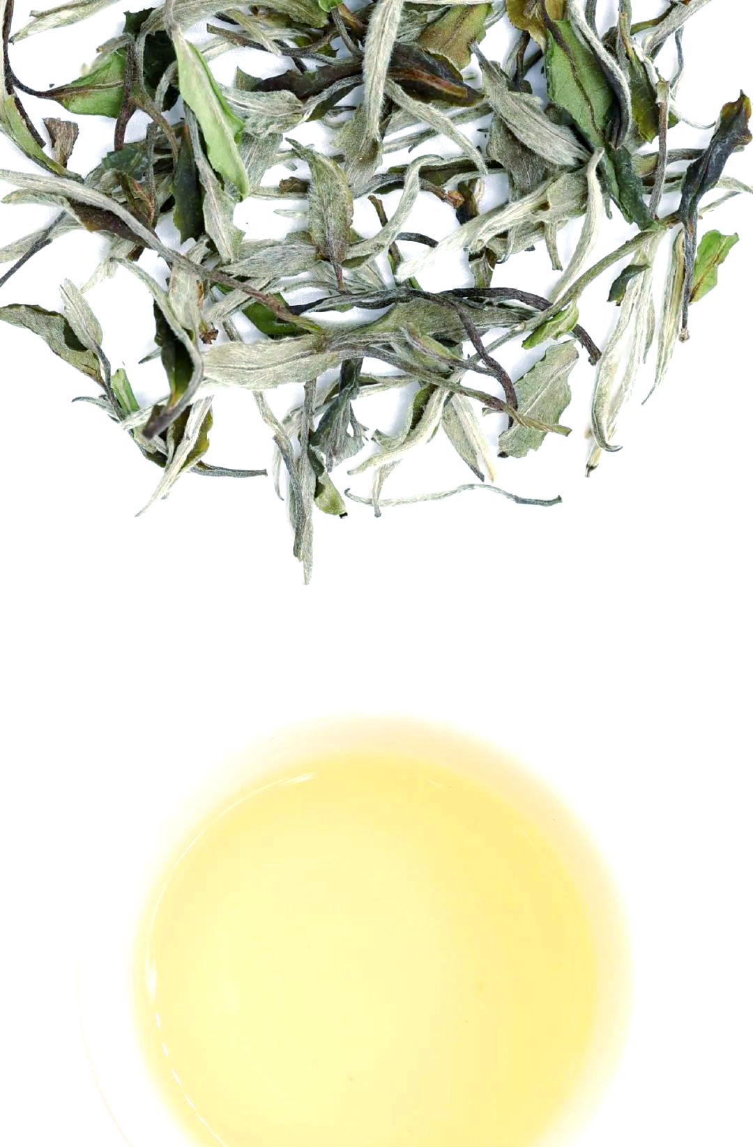 清雅白茶,品味灵芽白牡丹的甜润与丰富香气