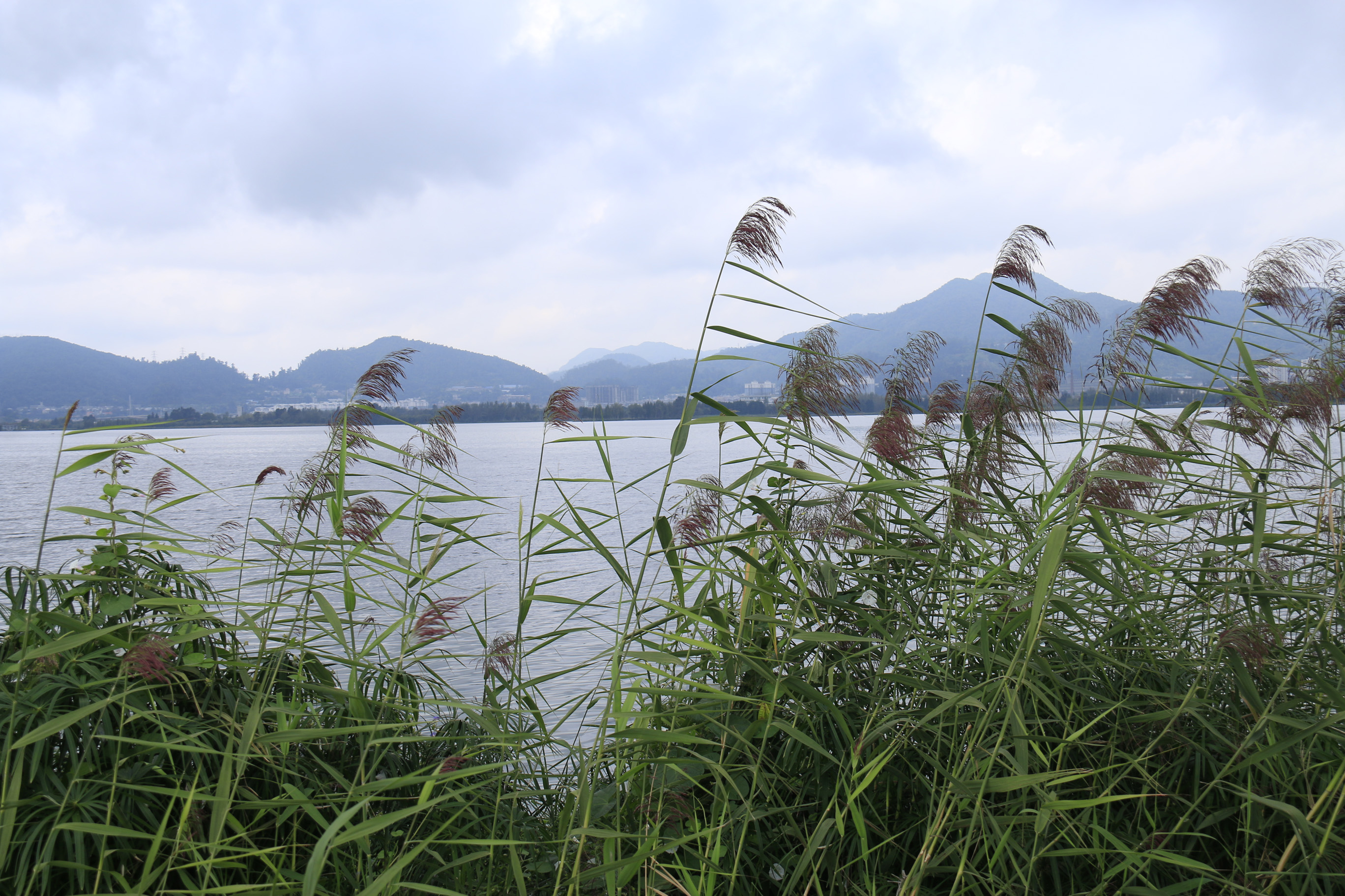 美丽的草海图片