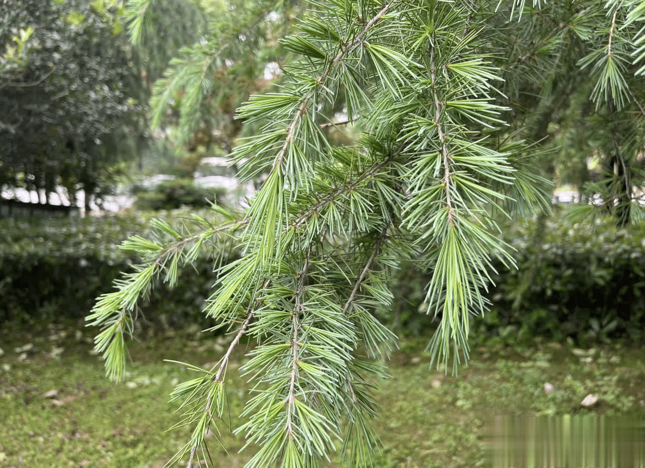 雪松,又称香柏,喜马拉雅雪松,有4大作用,价值极高,农民朋友要了解!