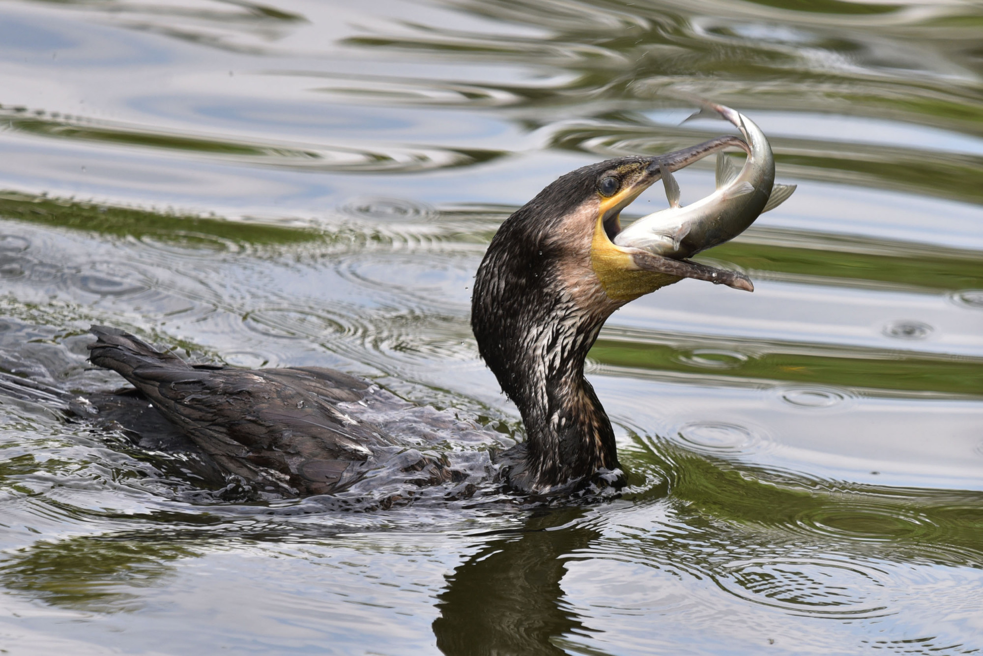 深圳野生动物园鸬鹚捕鱼演绎最美的风景