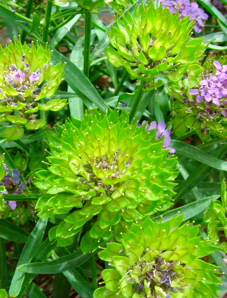 蜂室花种植全攻略:从播种到养护的实用技巧