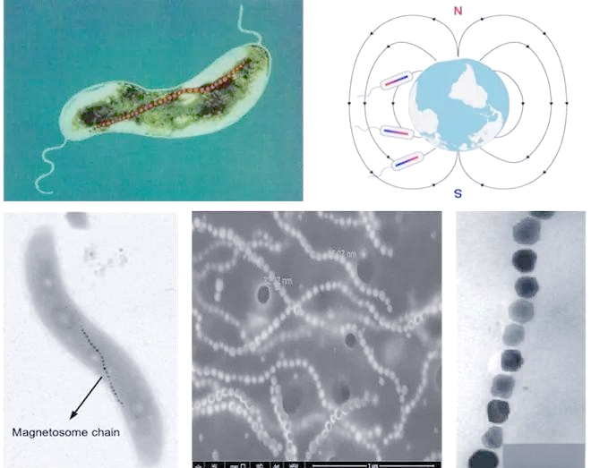 受趋磁细菌启发:仿生合成软铁磁类磁小体材料及其在肿瘤治疗中的应用