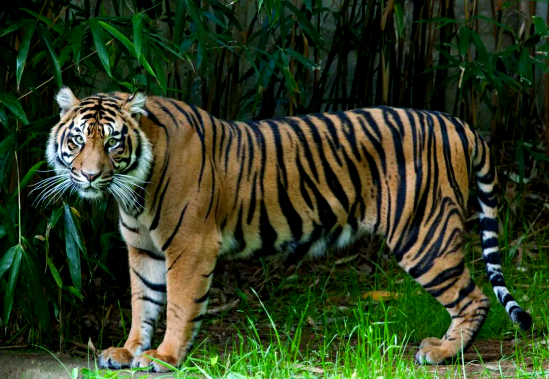 印尼丛林惊现苏门答腊虎尸体,疑遭钢丝陷阱勒死