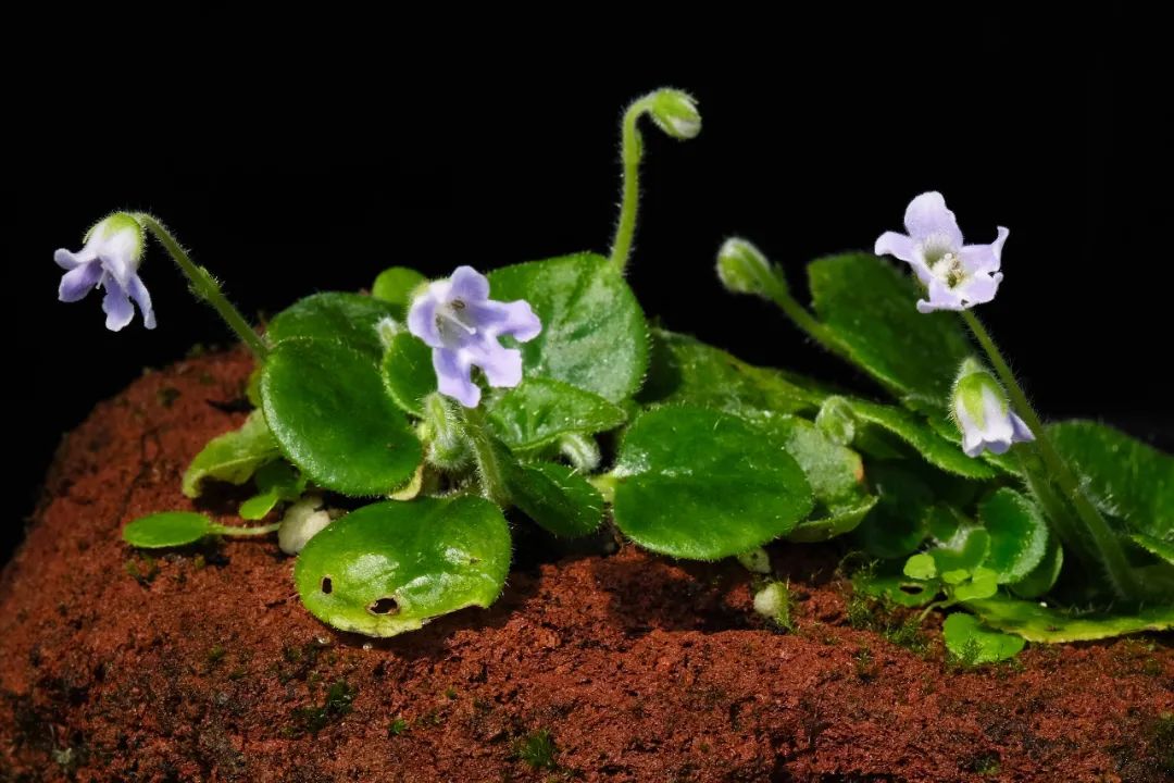 秦岭石蝴蝶是石头变化成的蝴蝶还是蝴蝶变成了石头