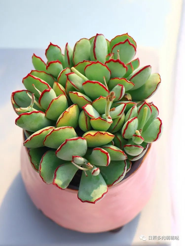 同样的肉肉,为何别人的多肉颜色艳
丽,变色丰富?如何操作?