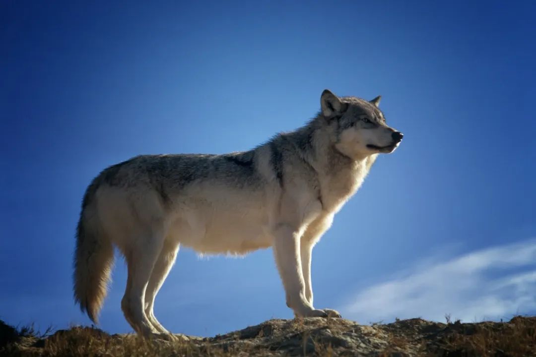 世界上尾巴最长的狼图片