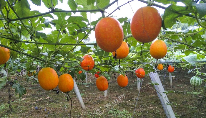 吊瓜有几个品种