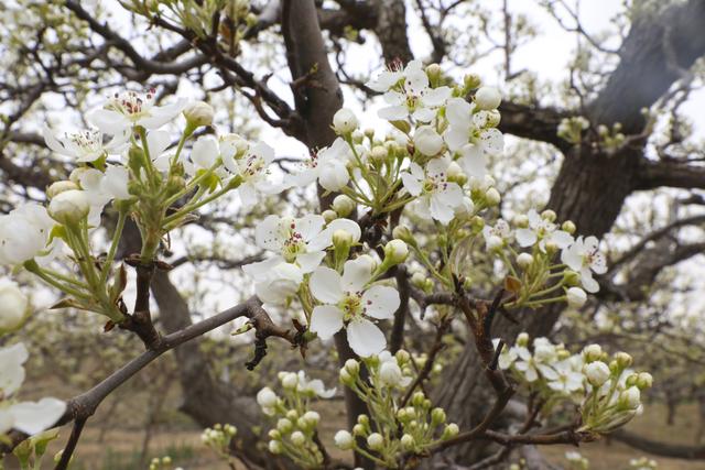 阳信县:梨花绽放时 笑迎四方客