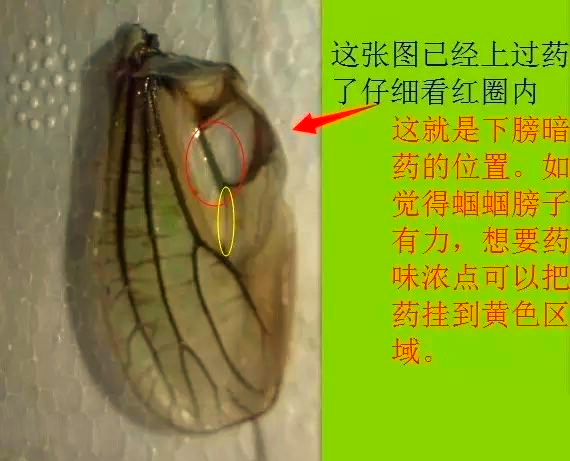 新手轻松掌握蝈蝈药使用技巧的全攻略