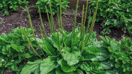 农村常见300种野草(农村常见300种野草图片及名称)