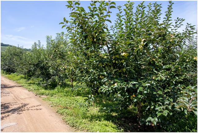 梨树县孟家岭村:果园丰收采摘忙 乡村振兴产业旺