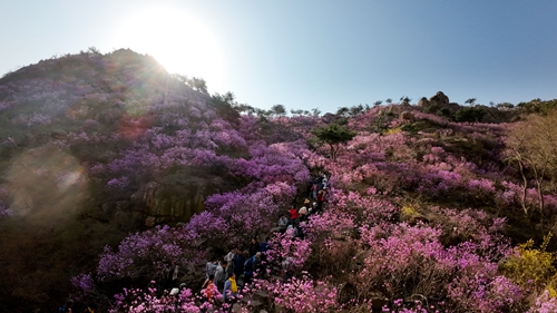 漫山红遍,青岛大珠山杜鹃花会启幕