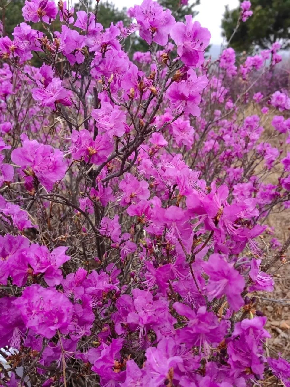 朝鲜国花金达莱简笔画图片