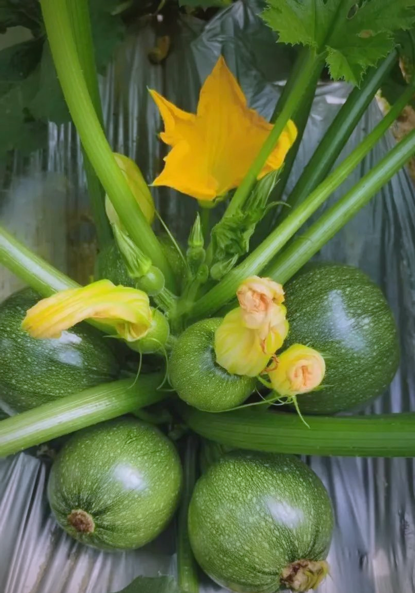 优质小瓜品种推荐,助您实现高收益种植!