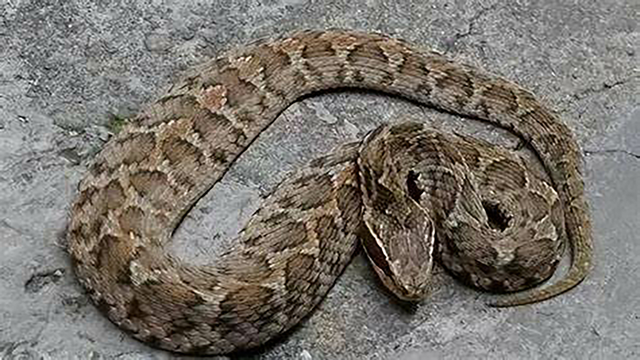 分布在重庆的七大毒蛇,你认识多少?它们又有着怎么样的危险?