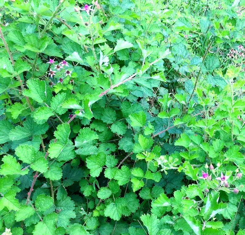 多种常见野生悬钩子类植物介绍