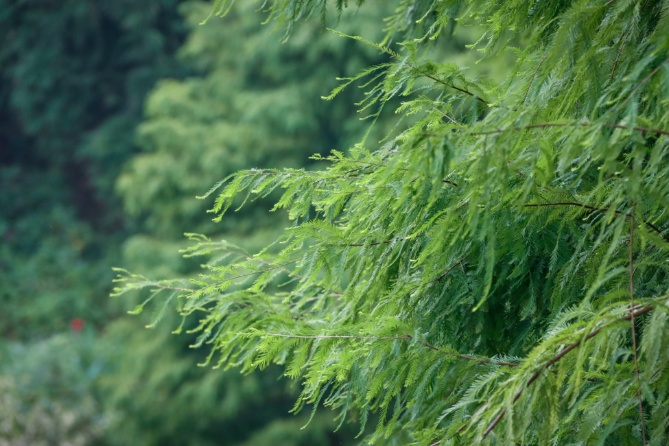 照母山之秋:探秘森林之湖!