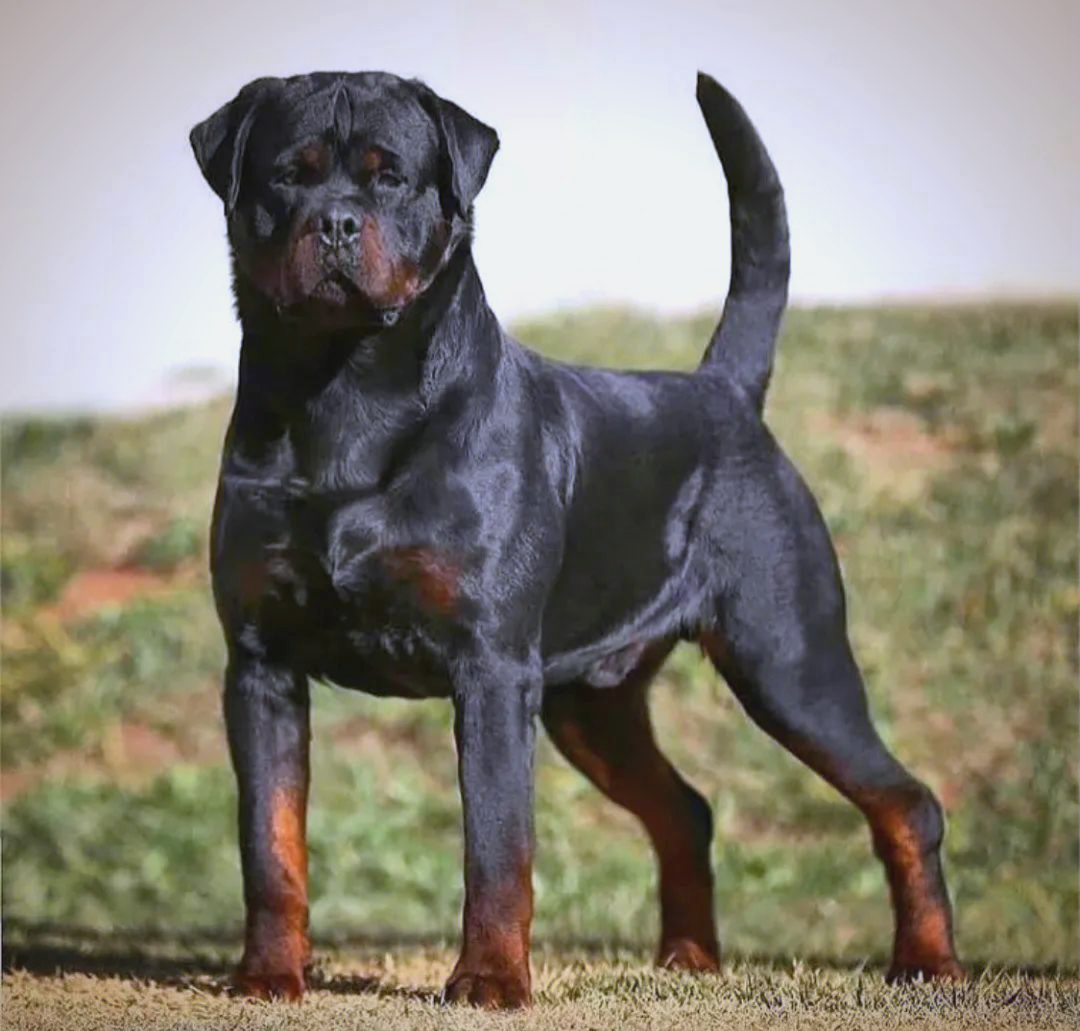 罗威纳犬:一种被误解的强大犬种